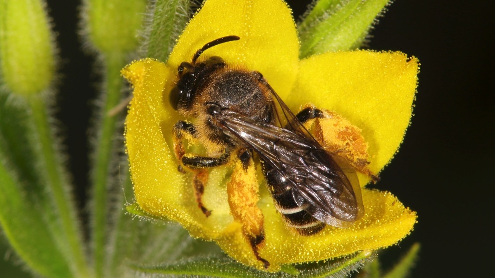 Die Auen-Schenkelbiene ist die Wildbiene des Jahres 2020. | Bild: Volker Mauss