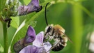 Die Wildbiene des Jahres 2021: die Mai-Langhornbiene (Eucera nigrescens). Die Männchen dieser Art tragen tatsächlich "Hörner" - Fühler, die ungefähr so lang wie der ganze Körper sind.  | Bild: Felix Fornoff