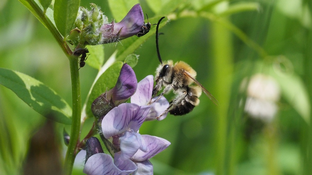 Die Wildbiene des Jahres 2021: die Mai-Langhornbiene (Eucera nigrescens). Die Männchen dieser Art tragen tatsächlich "Hörner" - Fühler, die ungefähr so lang wie der ganze Körper sind.  | Bild: Felix Fornoff
