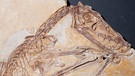 Fossil des Jahres 2021: Flugsaurier Scaphognathus crassirostris. Das Fossil des Flugsauriers stammt aus den 150 Millionen Jahre alten Plattenkalken rund um Eichstätt und Solnhofen. Der Bonner Professor für Zoologie und Paläontologie Georg August Goldfuß (1782-1848) wies an ihm erstmals die Behaarung der Flugsaurier nach.   | Bild: Georg Oleschinski, Universität Bonn
