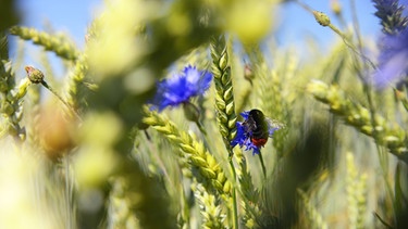 Eine Steinhummel (Bombus lapidarius) in einem Weizenfeld. Der Weltbiodiversitätsrat (IPBES) schlägt Alarm: Wenn die biologische Vielfalt schwindet, ist unser Wohlergehen in Gefahr. | Bild: picture alliance/chromorange