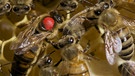 Rot markierte Bienenkönigin umgeben von betreuenden Arbeiterinnen auf Honigwabe | Bild: picture-alliance/dpa