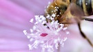 Blütenstaub | Bild: Abb.: dpa. Foto: Peter Steffen 