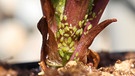 Grüne Blattläuse an einem Pflanzenstengel | Bild: picture alliance / Zoonar | Amelia Martin