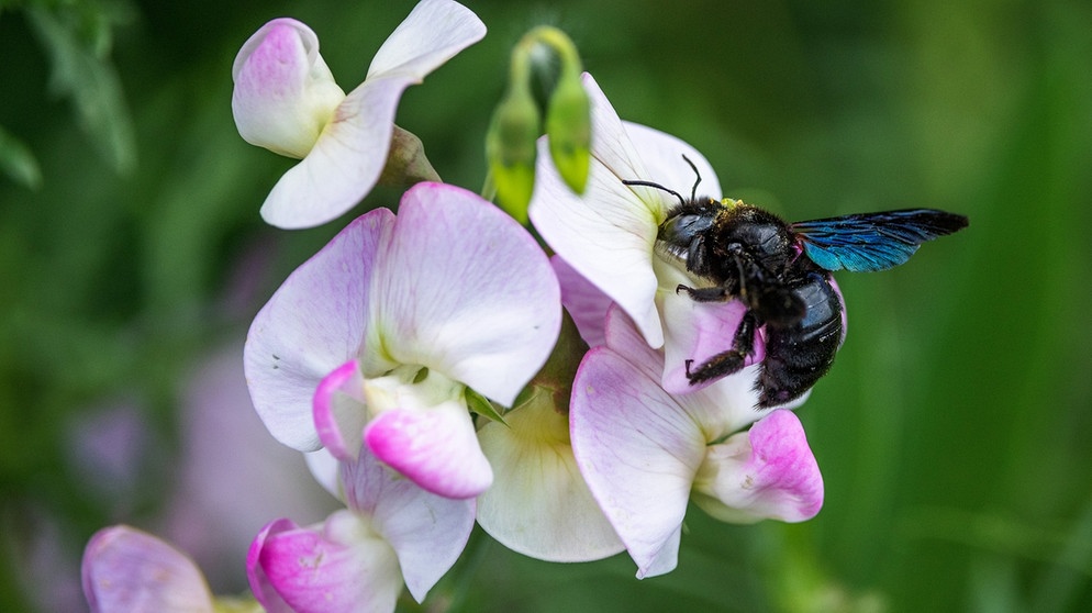 Eine blauschwarze Holzbiene (Xylocopa violacea). Die Blauschwarze Holzbiene ist zum Gartentier des Jahres 2022 gewählt worden. | Bild: dpa-Bildfunk/Jonathan Fieber