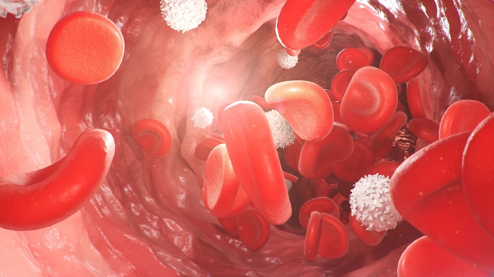 Rote Blutkörperchen in einem Blutgefäß (Illustration). Das Coronavirus SARS-CoV-2 kann offenbar auch zu Entzündungen der Blutgefäße führen. In der Folge können Blutgerinnsel auftreten. Im Gehirn, Herz oder Lunge haben solche Thrombosen lebensgefährliche Folgen. | Bild: colourbox.com