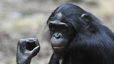 Bonobo-Männchen im Frankfurter Zoo, 2011 | Bild: picture-alliance/dpa