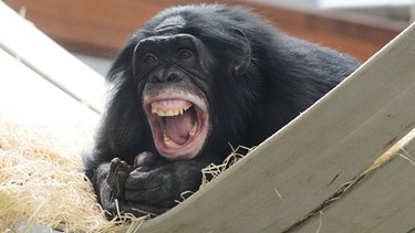 Bonobo in der Wilhelma in Stuttgart | Bild: picture-alliance/dpa