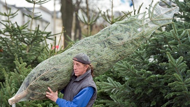 Weihnachtsbaum-Verkauf | Bild: picture-alliance/dpa