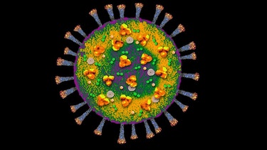 Digital erzeugtes Image des Coronavirus SARS-CoV-2 | Bild: picture alliance/Bildagentur-online