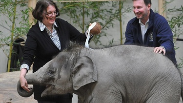 Das Elefantenbaby Ludwig wird von Münchens Bürgermeisterin Christine Strobl im Beisein von Zoodirektor Andreas Knieriem  mit Kokosmilch getauft | Bild: picture-alliance/dpa