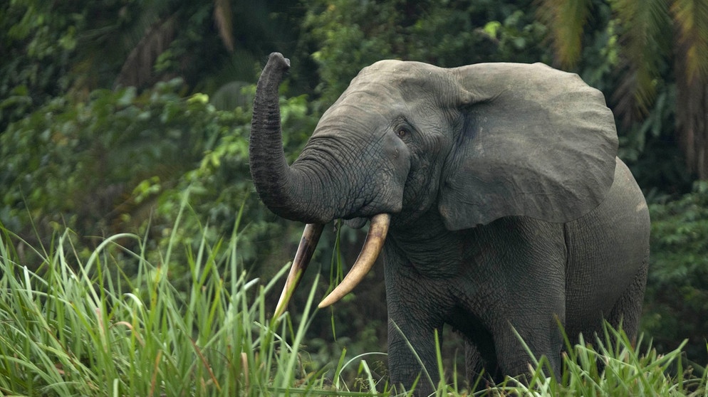Waldelefant (Loxodonta cyclotis). Der Waldelefant ist kleiner als der Afrikansiche Steppenelefant und besonders gut an seinen sehr runden Ohren erkennbar. Der Waldelefant ist akut vom Aussterben bedroht. | Bild: picture-alliance/Godong/Nicolas Deloche