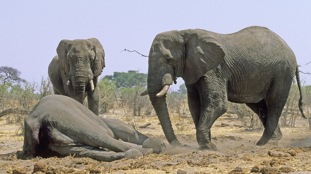 Elefanten und ein toter Artgenosse | Bild: picture-alliance/dpa