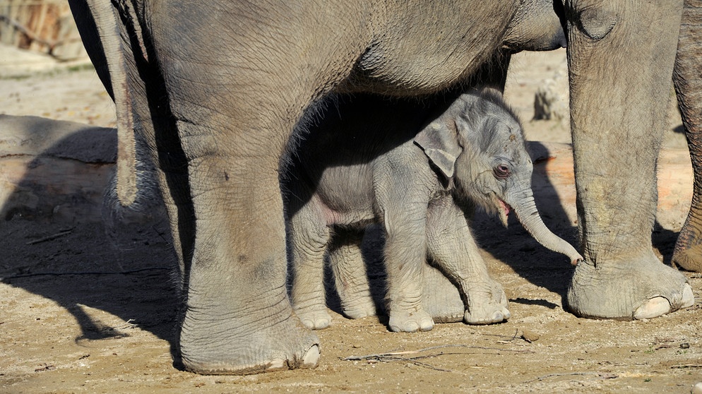 Elefantenbaby versteckt sich unter der Mama | Bild: BR/ Natascha-Iris Heuse