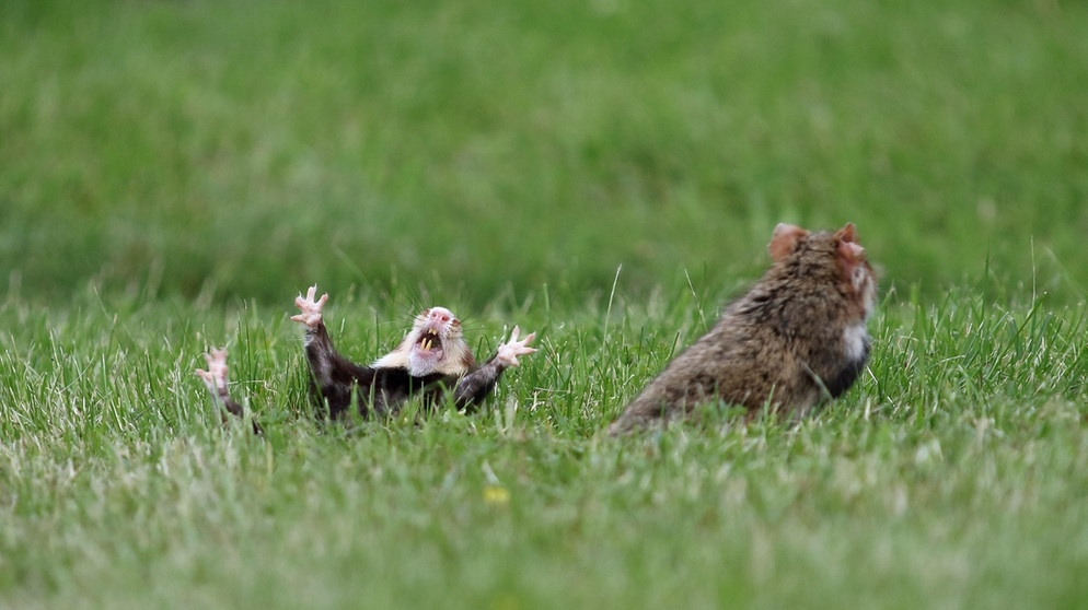 Zwei Hamster haben gerade einen Revierkampf ausgetragen. Der eine liegt mit ausgestreckten Pfoten auf dem Rücken, er hat verloren.  | Bild: picture-alliance/dpa / M. Woicke