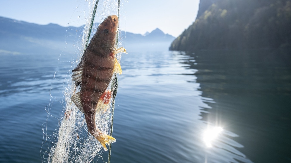 Fischerei auf dem Vierwaldstättersee in der Schweiz | Bild: dpa-Bildfunk/Urs Flueeler