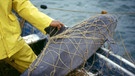 Vaquitas, Kalifornische Schweinswale ersticken qualvoll in illegalen Fischernetzen. | Bild: dpa-Bildfunk/Cristian Faesi