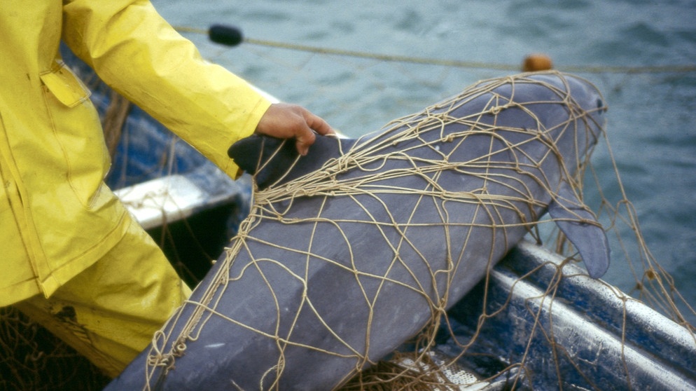 Vaquitas, Kalifornische Schweinswale ersticken qualvoll in illegalen Fischernetzen. | Bild: dpa-Bildfunk/Cristian Faesi