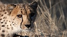 Gepard | Bild: picture-alliance/dpa