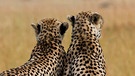Geparden | Bild: picture-alliance/dpa