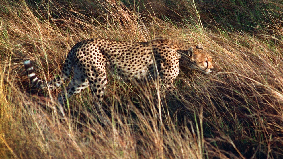 Gepard pirscht sich an | Bild: picture-alliance/dpa