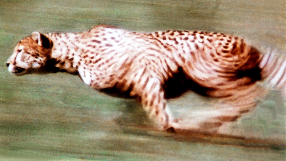 Sprintender Gepard | Bild: picture-alliance/dpa