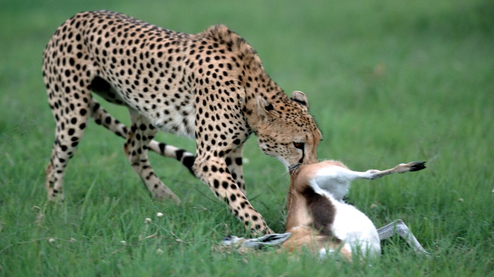 Gepard frisst Beute | Bild: picture-alliance/dpa