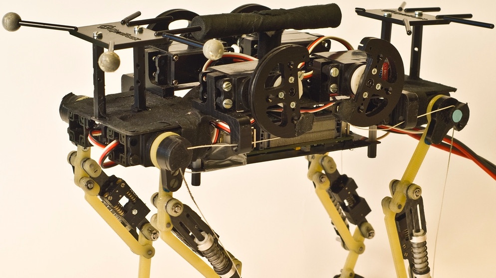 Das Handout der Eidgenössischen Technischen Hochschule Lausanne zeigt eine von Schweizer Forschern gebaute vierbeinige Roboterkatze. | Bild: TH Lausanne/picture-alliance/dpa