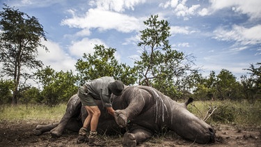 Ein Wildhüter und Ermittler steht im Krüger-Nationalpark in Südafrika neben einem von Wilderern getöteten Nashorn. | Bild: dpa-Bildfunk/Salym Fayad