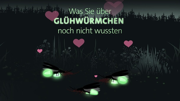 Grafik: Glühwürmchen bei der Paarung | Bild: BR/Nadja Heilbrunner