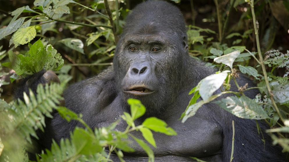 Der östlicher Flachlandgorilla (Gorilla beringei graueri), eine Subspezies des Östlichen Gorillas (Gorilla beringei). Alle Unterarten der Gorillas sind auf der Roten Liste zu finden, obwohl sich der internationale Artenschutz seit Langem um das Überleben der Primaten bemüht. | Bild: picture alliance/Zaruba Ondrej/CTK/dpa