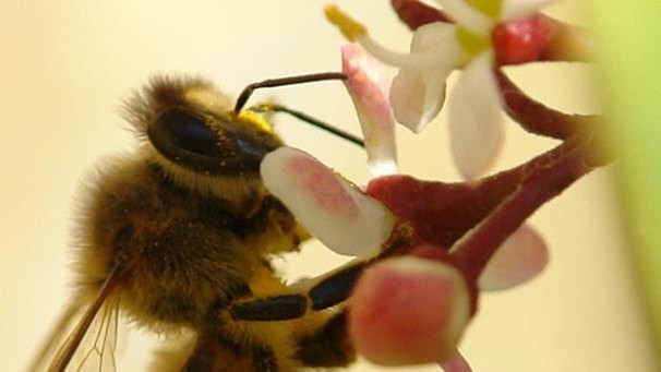 Eine Biene beim Nektarsammeln  | Bild: colourbox.com