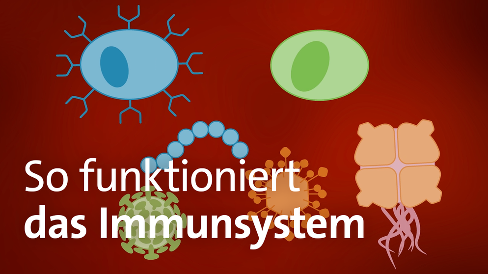 Illustration: Viren, Bakterien und Abwehrzellen | Bild: BR/Christian Sonnberger