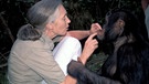 Schimpansenforscherin Jane Goodall mit männlichem Schimpansen | Bild: picture alliance / © Bruce Coleman/Photoshot/ Fotograf: K & K Ammann