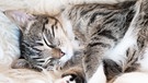 Eine Katze liegt zusammengerollt auf einer Flokati-Decke. | Bild: picture alliance / dpa-Themendienst / Franziska Gabbert