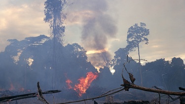 Ein Stück tropischen Regenwaldes in Venezuela wird verbrannt. Brandrodung ist eine Quelle desTreibhausgases CO2, das den Treibhauseffekt auf der Erde weiter befeuert.  | Bild: picture-alliance / © Balance/Photoshot. | David Woodfall