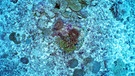 Koralle | Bild: picture-alliance/dpa
