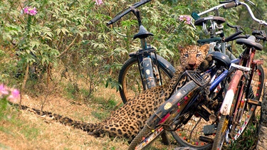 Ein Leopard versteckt sich hinter Fahrrädern, nachdem er in Guwahati im Nordosten von Indien von Menschen mit Steinen beworfen und verletzt wurde. | Bild: epa/EPA/dpa 
