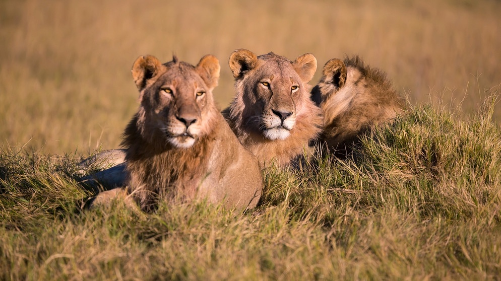 Löwengruppe in der Savanne in Botswana. Der Löwe ist in einigen Regionen Afrikas vom Aussterben bedroht. Insgesamt gilt das Überleben der Tierart als gefährdet. Auch der Löwe steht, wie Elefanten, Giraffen und Nahörner, auf der internationalen Roten Liste. | Bild: picture alliance / Bildagentur-online/Dr. Brehm