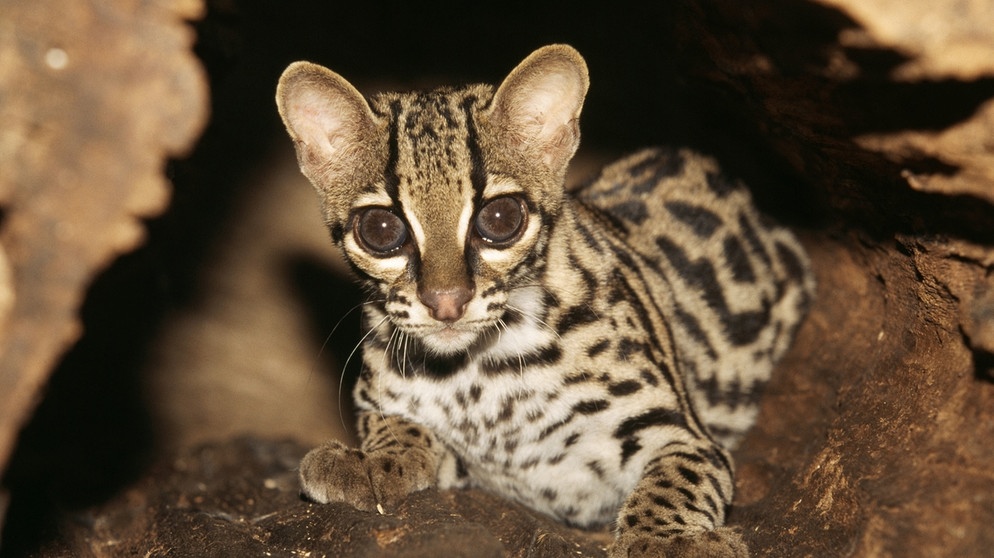 Margays (Leopardus wiedii) sind durch die Zerstörung der Regenwälder immer stärker in ihrem Lebensraum bedroht. Die IUCN führt sie auf der Vornwarnstufe als "potenziell gefährdet". | Bild: picture alliance / Mary Evans Picture Library