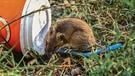 Mäuse und Ratten ernähren sich von Lebensmittelresten von Menschen | Bild: colourbox.com