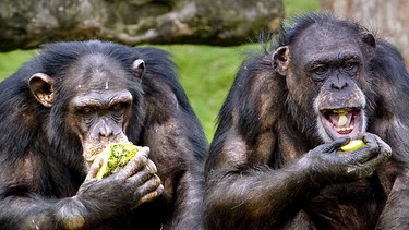 Schimpansen fressen gemeinsam Früchte | Bild: picture-alliance/dpa