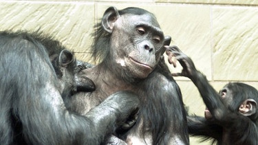 Bonobo-Familie im Frankfurter Zoo | Bild: picture-alliance/dpa