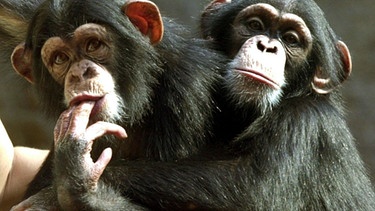 Die Schimpansen Annett und Alexandra aus dem Zoo Leipzig. | Bild: picture-alliance/dpa