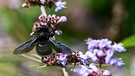 Mönchspfeffer - Arzneipflanze des Jahrs 2022  | Blaue Holzbiene sitzt auf der Blüte von einem Mönchspfeffer-Strauch. | Bild: picture alliance/dpa/dpa-Zentralbild | Jens Kalaene