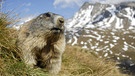 Murmeltier in Zeiten des Klimawandels: Alpen-Murmeltier (Marmota marmota), vor dem Bau sitzend im Hohe Tauern Nationalpark, Oesterreich. | Bild: picture alliance / blickwinkel/ R. Kaufung