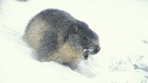 Murmeltier in Zeiten des Klimawandels: Murmeltier (Marmota marmota) im Schnee. | Bild: picture alliance/WILDLIFE/ A.Mertiny