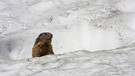 Murmeltier in Zeiten des Klimawandels: Murmeltier schaut im Fruehling aus seiner Schneehoehle. | Bild: picture alliance / blickwinkel/ S. Gerth