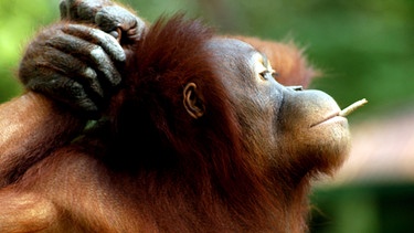 Orang-Utan in einem Zoo in Indonesien | Bild: picture-alliance/dpa