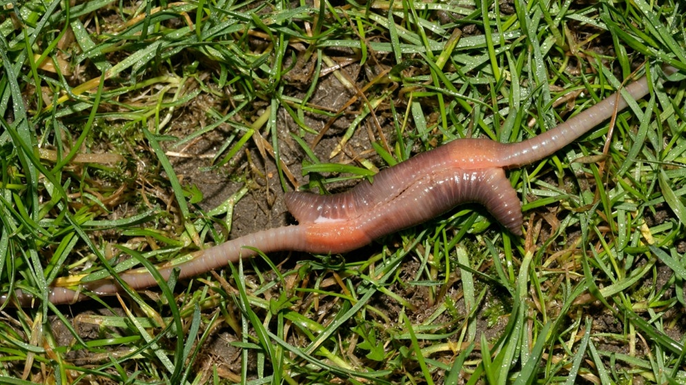 Regenwürmer bei der Fortpflanzung. Ihr findet Regenwürmer eklig und schleimig? Wusstet ihr, dass der Regenwurm unerlässlich für unsere Umwelt ist? Umtriebig gräbt er unsere Erde um und sorgt so für gesunde Böden. Faszinierende Fakten über ein nützliches Tier. | Bild: picture alliance  WILDLIFE  M.LaneWILDLIFE
